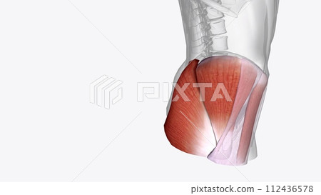 The gluteal muscles, often called glutes, are a group of three muscles The gluteal muscles, often called glutes, are a group of three muscles 112436578