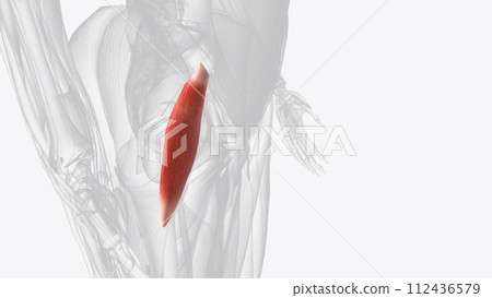 Gluteus minimus is the smallest muscle of the glutei 112436579