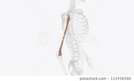 The humerus is a long bone located in the upper arm, between the shoulder joint and elbow joint 112436580
