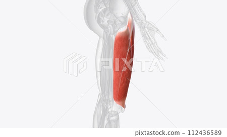 The quadriceps femoris is a hip flexor and a knee extensor 112436589