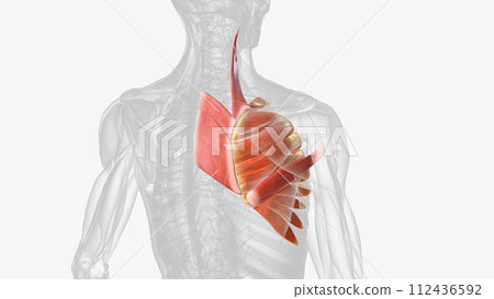 The serratus anterior muscle is a fan-shaped muscle at the lateral wall of the thorax The serratus anterior muscle is a fan-shaped muscle at the lateral wall of the thorax 112436592