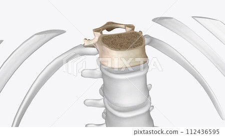 Abdomen Transverse, Thoracic vertebrae Abdomen Transverse, Thoracic vertebrae 112436595