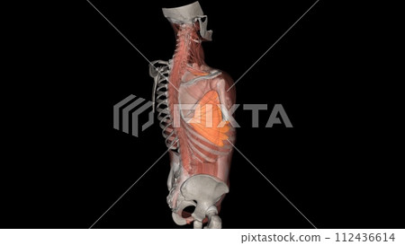 The serratus anterior is a muscle of the anterior chest wall. It forms the medial border of the axilla region The serratus anterior is a muscle of the anterior chest wall. It forms the medial border of the axilla region 112436614