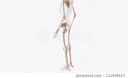 The appendicular skeleton is one of two major bone groups in the body The appendicular skeleton is one of two major bone groups in the body 112436615