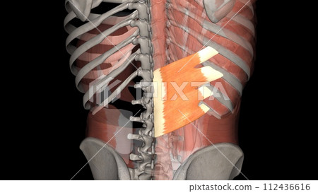 The serratus posterior inferior draws the lower ribs backward and downward to assist in rotation and extension of the trunk 112436616