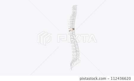 The T7 vertebra is the seventh thoracic vertebra, found in the middle of the chest between the seventh and eighth pairs of ribs The T7 vertebra is the seventh thoracic vertebra, found in the middle of the chest between the seventh and eighth pairs of ribs 112436620