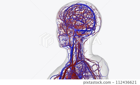 Arteries of head and neck 112436621
