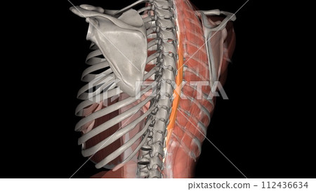 Spinalis Thoracis belongs to the medial column of the erector spinae, named the Spinalis muscles 112436634
