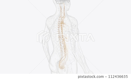 The autonomic nervous system is a component of the peripheral nervous system that regulates involuntary physiologic processes including heart rate 112436635