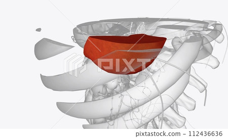 Spleen of Lymphoid organs 112436636