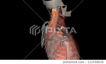 The splenius capitis is a deep muscle of the neck 112436638