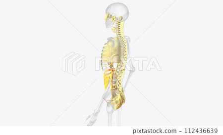 The axial connective tissue system The axial connective tissue system 112436639