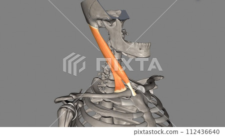 The sternocleidomastoid muscle is one of the largest and most superficial cervical muscles 112436640