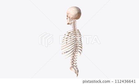 axial skeleton is made up of the 80 bones within the central core of your body axial skeleton is made up of the 80 bones within the central core of your body 112436641