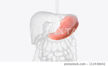 The stomach is a J-shaped organ that digests food The stomach is a J-shaped organ that digests food 112436642