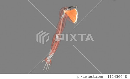 The subscapularis is one of the four muscles which compose the rotator cuff apparatus The subscapularis is one of the four muscles which compose the rotator cuff apparatus 112436648