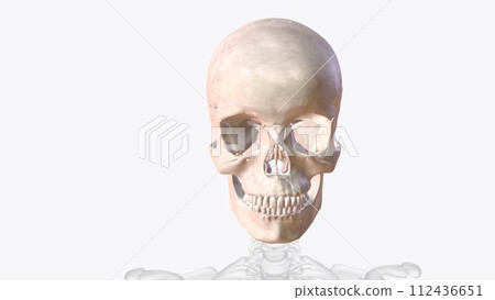 The bones of the skull are 22 bones, organized into a cranial skeleton (8 bones) that surrounds the brain and a facial skeleton (14 bones The bones of the skull are 22 bones, organized into a cranial skeleton (8 bones) that surrounds the brain and a facial skeleton (14 bones 112436651
