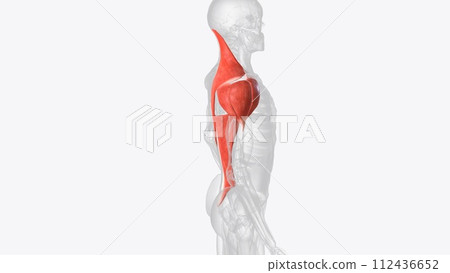 Superficial muscles of right shoulder Superficial muscles of right shoulder 112436652