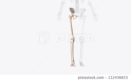 Bones of right Iower limb Bones of right Iower limb 112436653