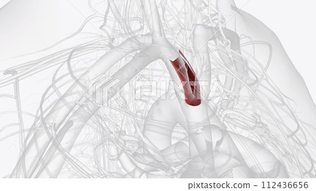 The brachiocephalic trunk is the first and the largest artery to arise from the aortic arch 112436656