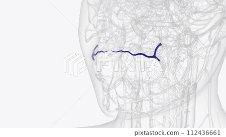 The superior labial vein is the vein receiving blood from the upper lip The superior labial vein is the vein receiving blood from the upper lip 112436661