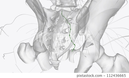 The rectum drains into the superior rectal lymphatics to the retroperitoneal inferior mesenteric lymph nodes The rectum drains into the superior rectal lymphatics to the retroperitoneal inferior mesenteric lymph nodes 112436665