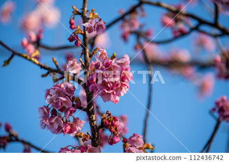The pretty and beautiful Kawazu cherry blossoms in Kurashiki City, Okayama Prefecture, Japan 112436742