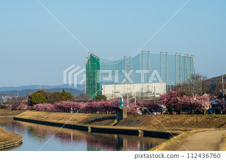 日本岡山縣倉敷市美麗美麗的河津櫻花 日本岡山縣倉敷市美麗美麗的河津櫻花 112436760