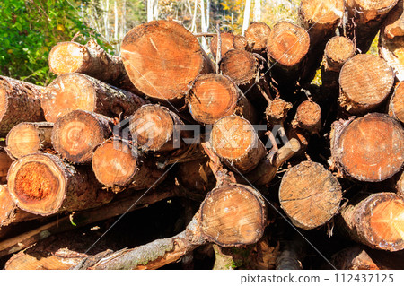 Stacked pine trunks felled by the logging timber industry Stacked pine trunks felled by the logging timber industry 112437125