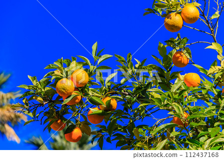 Orange fruits hanging on tree branches in the garden 112437168