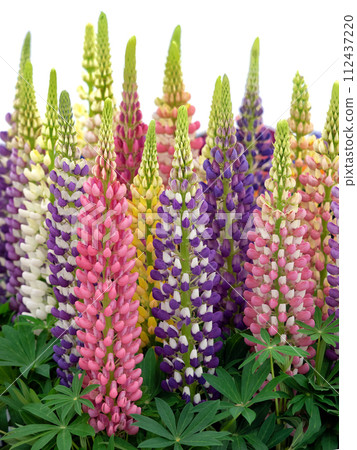 Lupine flowers 112437220