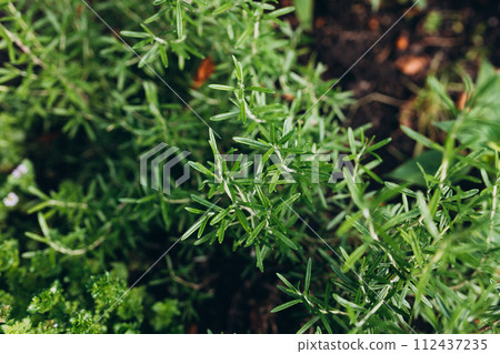 Rosemary Herb grow outdoor. Green Rosemary leaves Close-up. Fresh Organic flavoring plants growing. Seasonings, Nature healthy flavoring, cooking concept. Ingredients for food. Soft focus 112437235