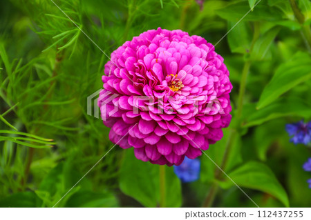Pink zinnia flower in garden 112437255