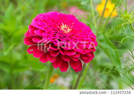 Pink zinnia flower in garden 112437256