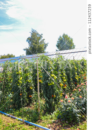 Tomato plants growing in organic vegetable garden Tomato plants growing in organic vegetable garden 112437259