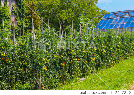 Tomato plants growing in organic vegetable garden Tomato plants growing in organic vegetable garden 112437260