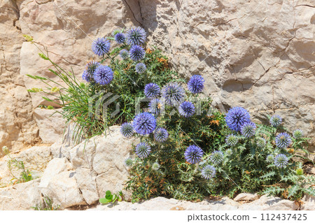 Blue Great Globe Thistle or Pale Globe Thistle (Echinops sphaerocephalus) growing on the rocks 112437425
