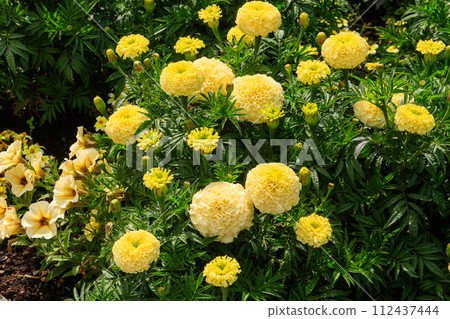 Yellow mexican marigold flowers (Tagetes erecta) in the garden 112437444