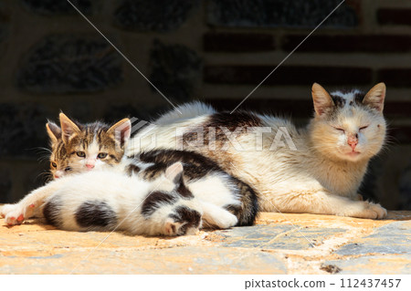 Stray cat with three kittens Stray cat with three kittens 112437457