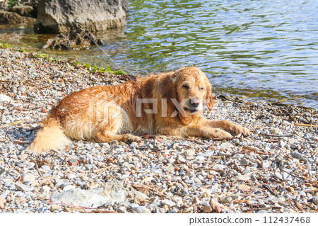 Golden Retriever dog lying at lake shore Golden Retriever dog lying at lake shore 112437468