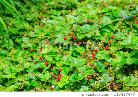 Ripe red wild strawberries in a forest Ripe red wild strawberries in a forest 112437477