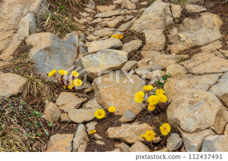 Coltsfoot flowers (Tussilago farfara) on alpine meadow 112437491