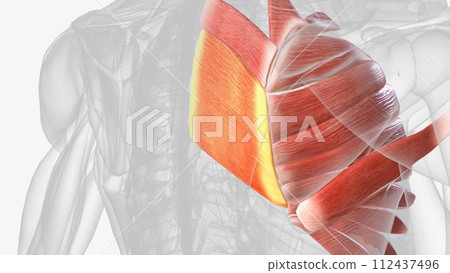 The rhomboid major is an extrinsic muscle of the shoulder 112437496