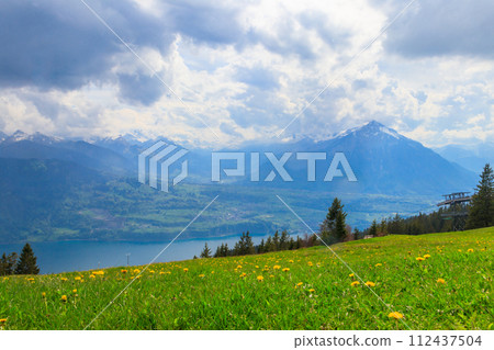 Landscape overlooking Mount Niesen, Lake Thun and alpine meadow with yellow dandelions in Switzerland Landscape overlooking Mount Niesen, Lake Thun and alpine meadow with yellow dandelions in Switzerland 112437504