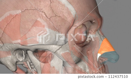 Nasalis is a paired muscle that covers the dorsum of the nose 112437510