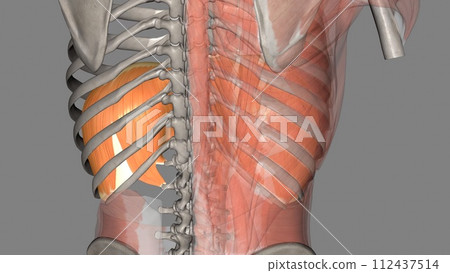 The diaphragm, located below the lungs, is the major muscle of respiration 112437514