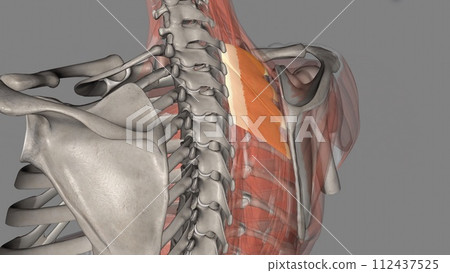 The serratus posterior superior elevates the ribs and thus supports inspiration 112437525