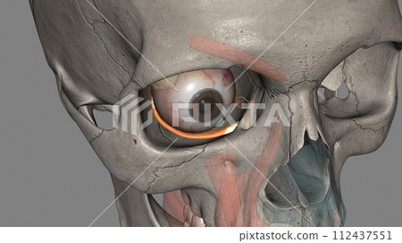 The inferior oblique muscle externally rotates, elevates, and abducts the eye 112437551