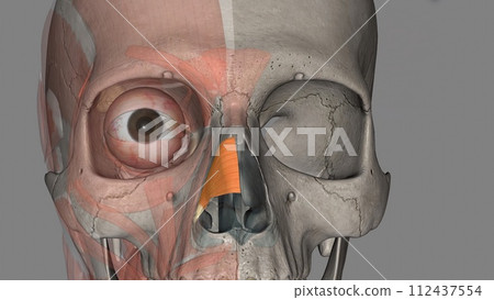 Nasalis is a paired muscle that covers the dorsum of the nose Nasalis is a paired muscle that covers the dorsum of the nose 112437554