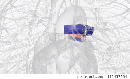 The pulmonary trunk is a short artery transporting deoxygenated blood from the heart towards the lungs 112437564